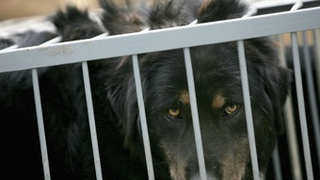 China To Ban Consumption Of Cats & Dogs? • Ayla Brown: Single And Looking